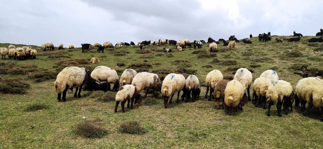 Şırnak’ın Güzellikleri; Keşfedilmeye Değer 7