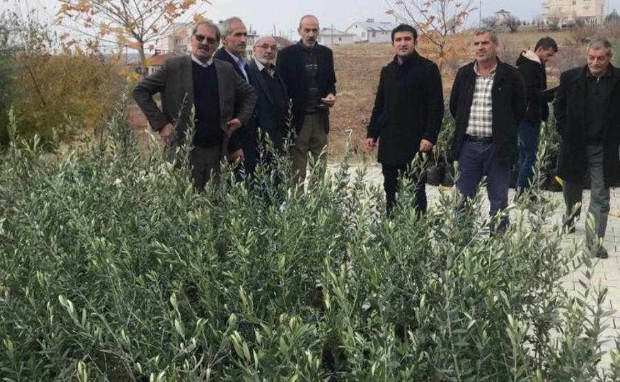 Sincik’te çiftçilere zeytin fidanı dağıtıldı 