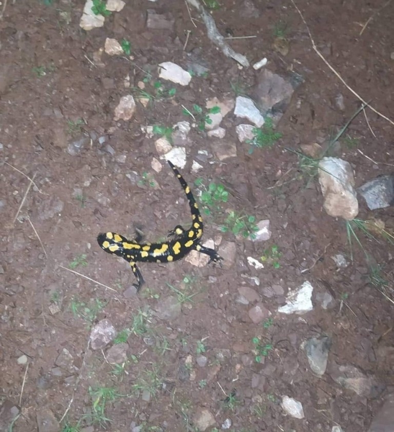 Yaylakonak'ta sarı benekli semender görüldü 