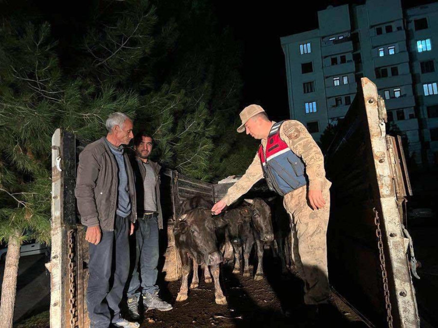Diyarbakır’da büyükbaş hayvan hırsızları tutuklandı