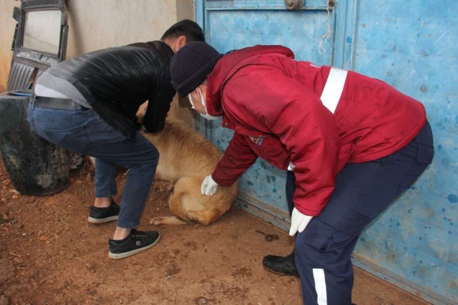 Yaban hayvanlarının ısırdığı köpek kuduz çıktı 