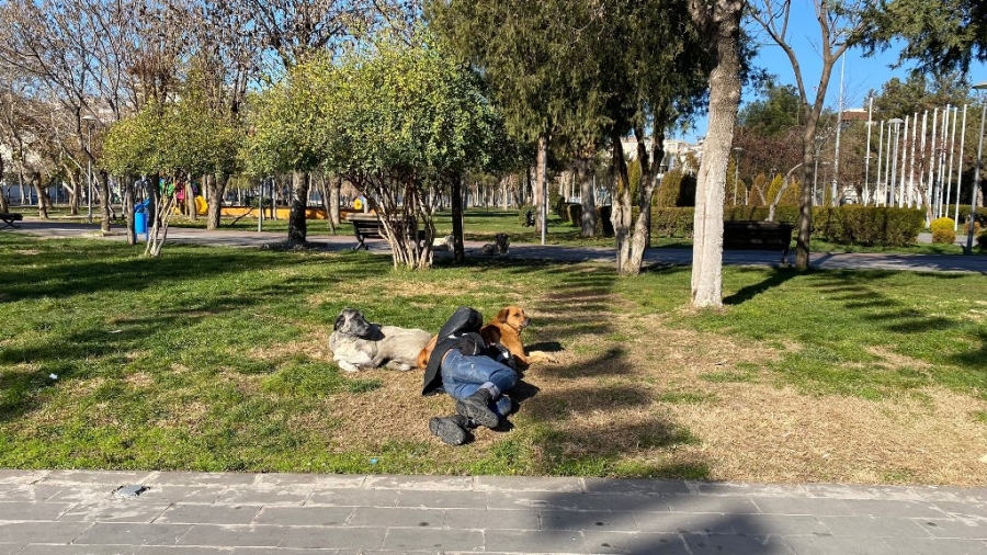 Diyarbakır’da iç ısıtan görüntü: Başını sokak köpeğine yaslayarak uyudu 