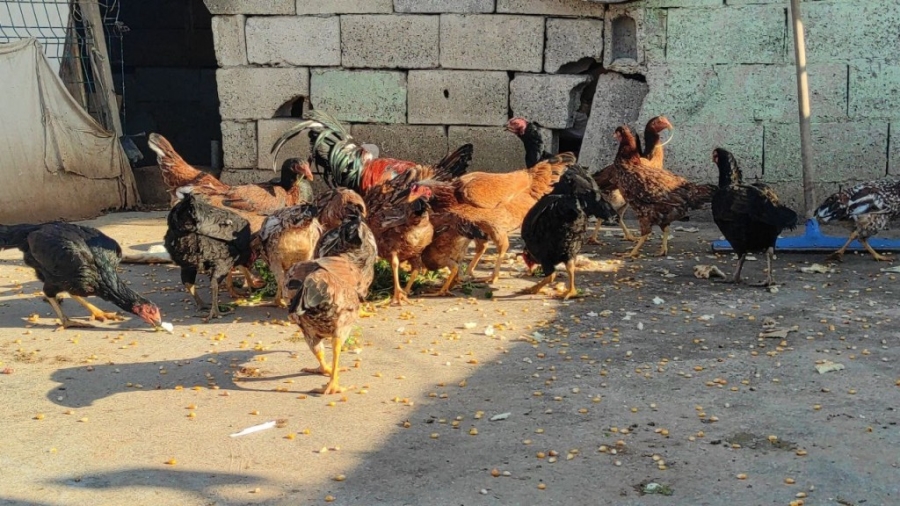 Güvercinlerini satarak aldığı tavuklarla yumurta üretimine başladı 