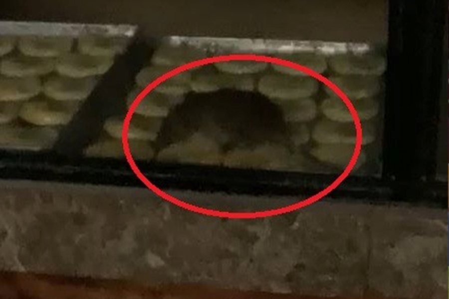Simit fırınında gezinen fare kameraya yansıdı