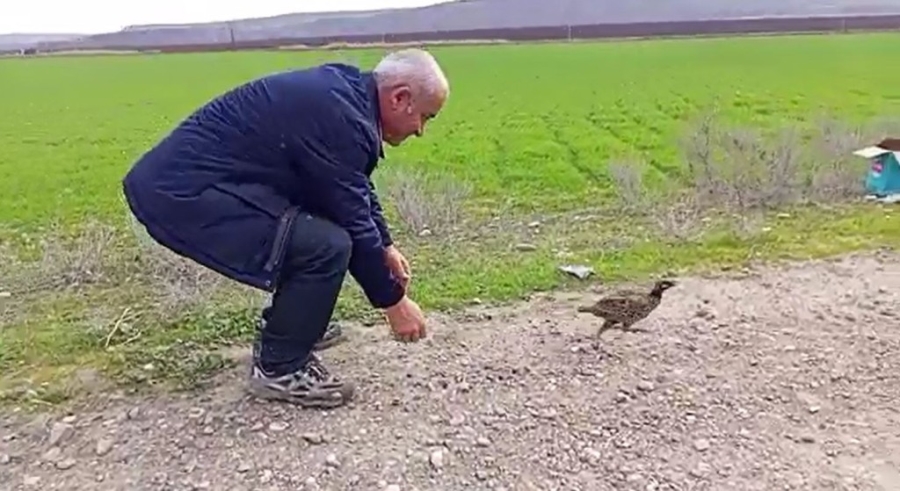 Şırnak’ta tedavisi tamamlanan kuşlar doğaya bırakıldı 