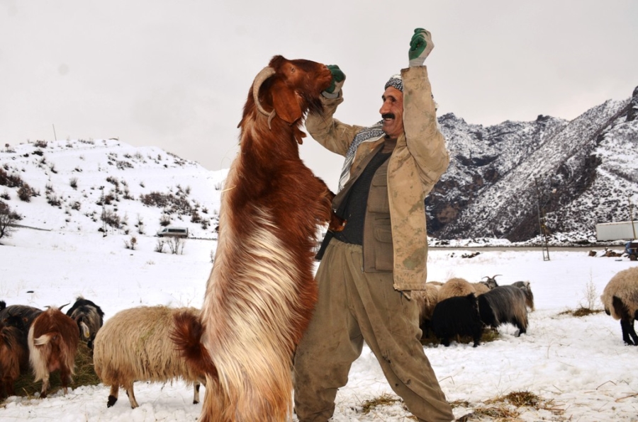 ŞIRNAKLI BESİLERİN ÖMRÜ YAZIN YAYLADA, KIŞIN İLÇEDE GEÇİYOR
