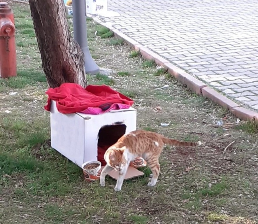 Yıkıntılar arasından gelen kediye kucak açtı
