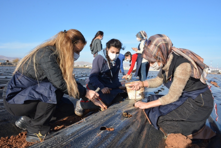 Kızıltepe’de kadınlar 100 bin çilek fidesini toprak buluşturdu