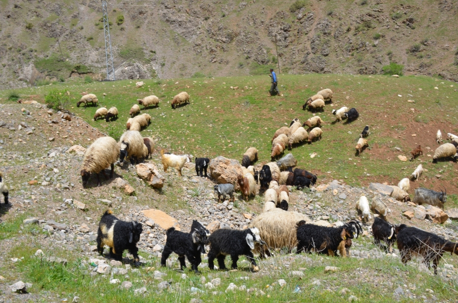 Göçerlerin yayla dönemi başladı