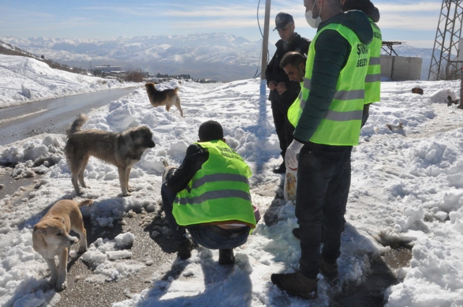 Şırnak'ta sokak hayvanları için doğaya yem bırakıldı