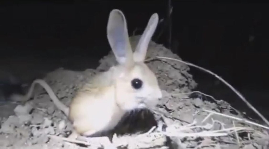 Gördükleri hayvanı 'pikachu' sandılar, gerçek bambaşka çıktı