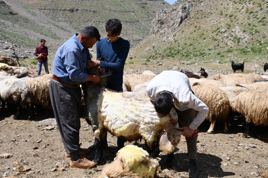 Şırnak’ta vatandaşlar kuzu kırpmaya başladı
