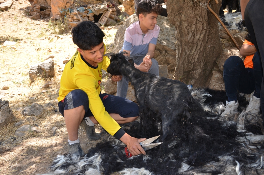 Şırnak'ta sıcak havalardan etkilenen oğlaklar kırkılıyor