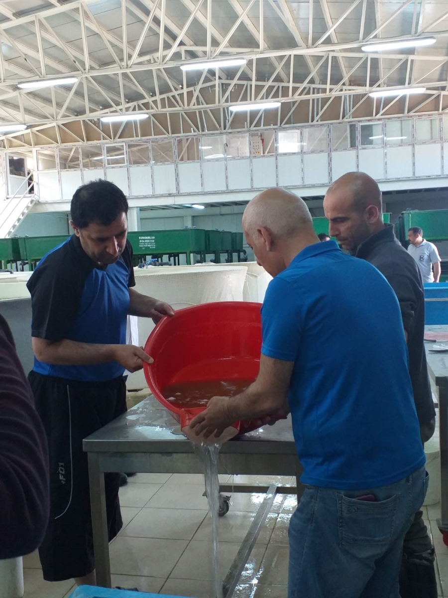 Elazığ'da balık üretim çalışmaları sürüyor