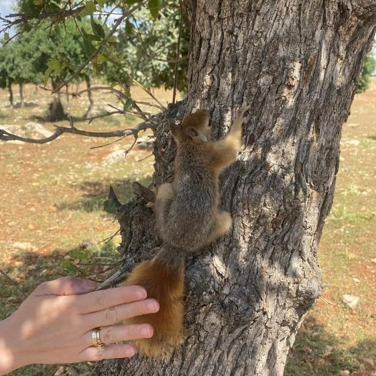 Siirt’te evinde sincap besleyen vatandaşa para cezası kesildi