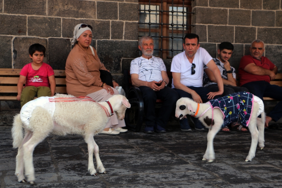 Biberonla beslediği kuzuları kültür turuna dahil oldu