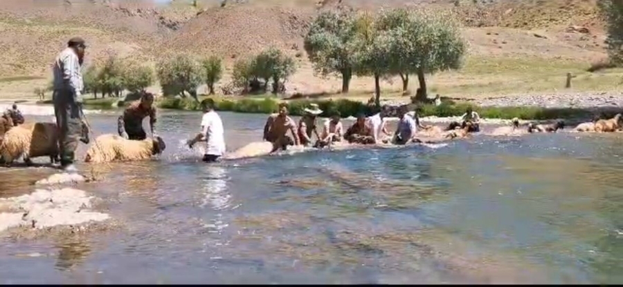 Siirt’te yıllardır kuzu yıkama günü gerçekleştiriliyor