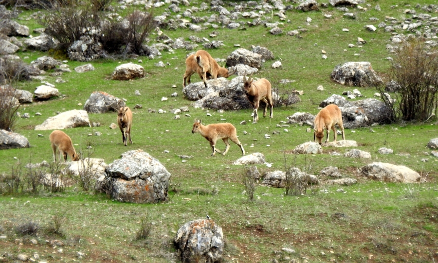 MUNZUR DAĞLARINDA DAĞ KEÇİLERİ GÖRÜNTÜLENDİ