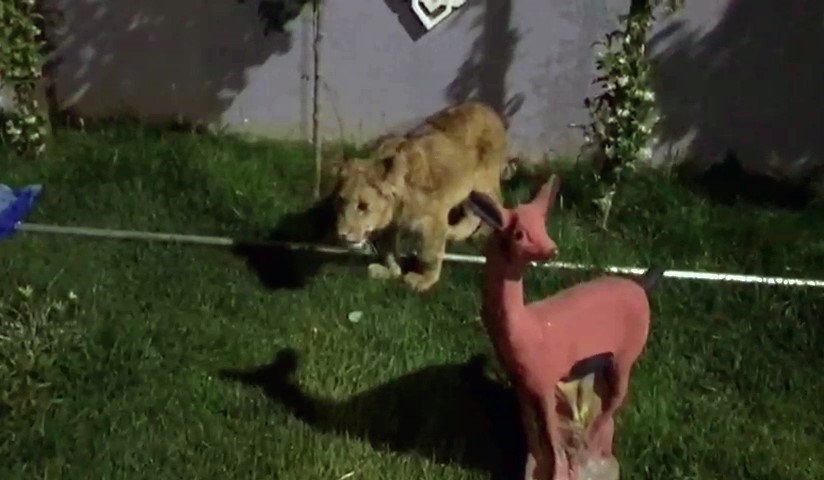Bir villada piton yılanı, aslan ve maymun ele geçirildi