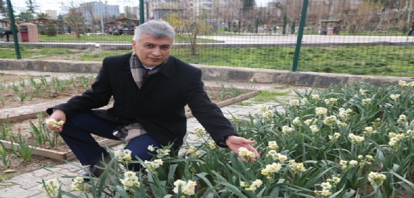 CİZRE`DE CUDİ`NİN NERGİSLERİNİ KORUMA ÇALIŞMALARI DEVAM EDİYOR