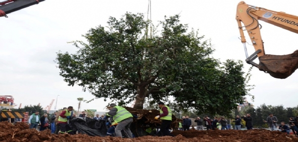 80 YILLIK MANDALİNA AĞACI TOPRAKLA BULUŞTU