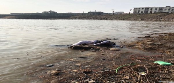 CİZRE`DE DİCLE NEHRİ`NDE ERKEK CESEDİ BULUNDU