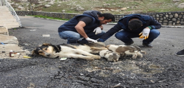 ŞIRNAK ZABITA EKİBİ YARALI SOKAK KÖPEĞE SAHİP ÇIKTI