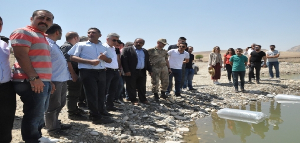 Şırnak`ta Göl Ve Nehirlere 90 Bin Yavru Sazan Balığı Bırakıldı