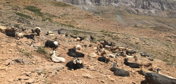Terörün Yerini Huzura Bırakması İle Dağlar Ve Yaylalar Şenlendi