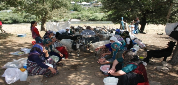 Şırnak`ta Bin Yıllık Çoban Geleneği Devam Ediyor
