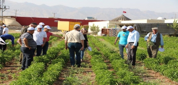 Operasyonlarla Anılan Cudi Dağı Eteklerinde Artık Biber Ve Patlıcan Yetiştiriliyor