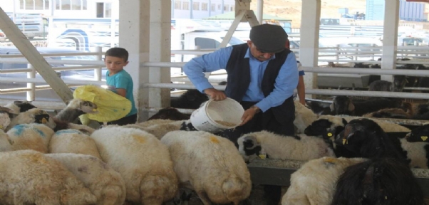 Hayvan Pazarında Durgunluk Yaşanıyor