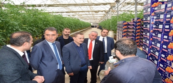 Viranşehir için topraksız sera işletmeciliği girişimi