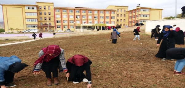 Okul bahçesine ekilen buğday, yoksullara aş olacak