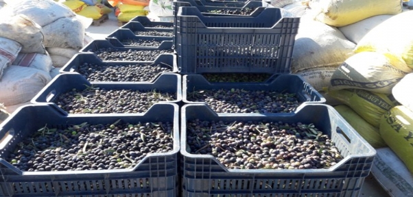 Zeytin Üreticisinin Yağ Çilesi