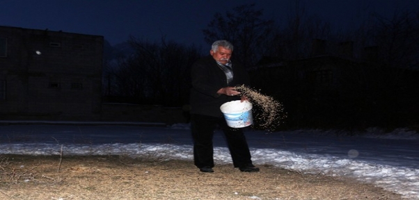 Yazın satın aldığı buğdayı kışın kuşlara yediriyor