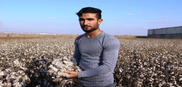 `Beyaz Altın` Tarlada Kaldı