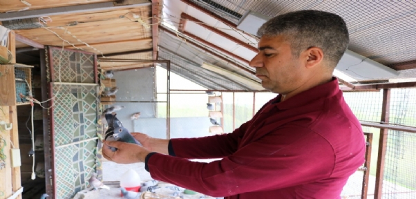 Malatya`dan Bırakıldı, Diyarbakır`da Beslendiği Dama Kondu