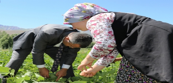 Gevaş Fasulyesinin İlk Hasadı Yapıldı