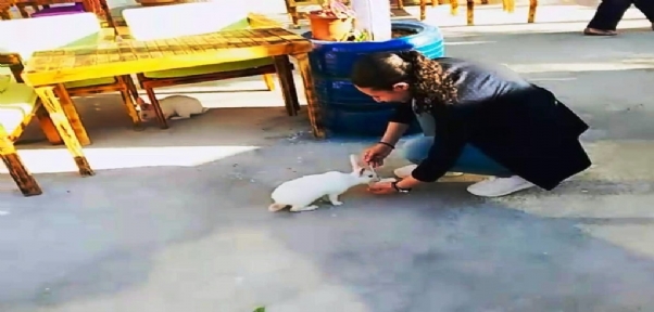 Sıcaktan Bunalan Tavşanların Dondurma Keyfi