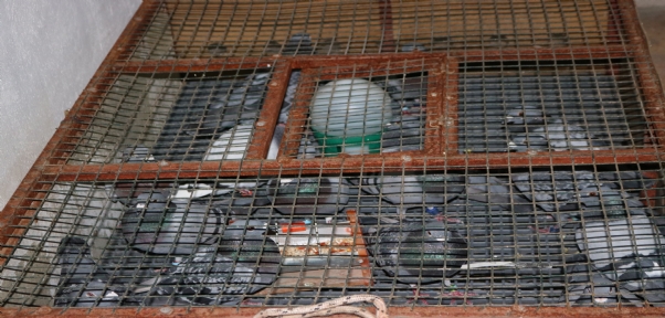 750 Bin Lira Değerinde Güvercinler Bin Kilometre Mesafeden Yarışacak