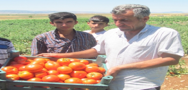 Araban`da yerli domates hasadı başladı