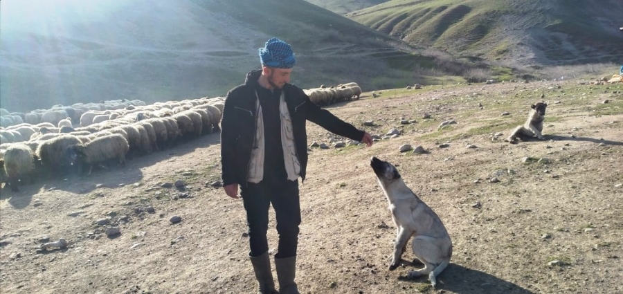 Çalınan köpeğini bulup getirene 20 bin lira ödül verecek