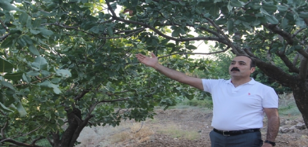 Fıstık Hasadına Sayılı Günler Kala Rekoltede Düşüş Beklentisi