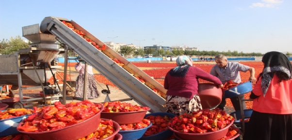 Urfalıların `Acı` İle İmtihanı Başladı