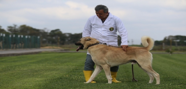 Bu Köpekler Kapış Kapış.Dünyaya Gelmeden Satılıyor
