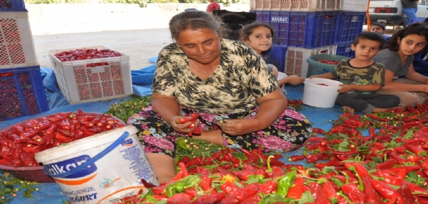 Kadınların Geçim Kaynağı "Kırmızı Altın"