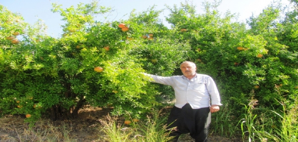 Nar Ekşisi Yapımında Kullanılan "Yaylacık Narı"Nın Hasadı Başladı