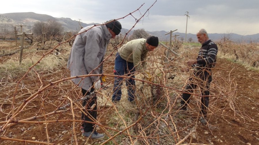 Gercüş'te bağ budama dönemi erken başladı