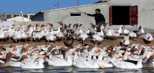 Van`da Yetiştirilen Kazlara İran Ve Kuzey Irak`tan Talep